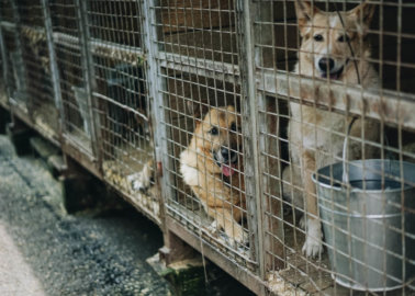 The Plight of Dogs in Romania – and How to Help Them