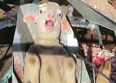 15 Videos That Will Change Your Mind About Wearing Wool