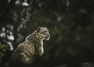 Margaash the Snow Leopard Shot Dead for Behaving Like Wild Animal