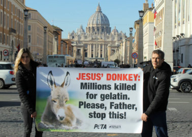 Will Pope Francis Defend Donkeys From Slaughter Ahead of Christmas?