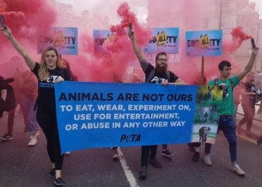 10 Things to Do for World Day for the End of Speciesism