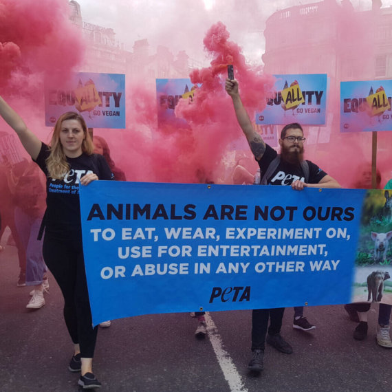 Top 5 PETA Victories for Animals in 2018
