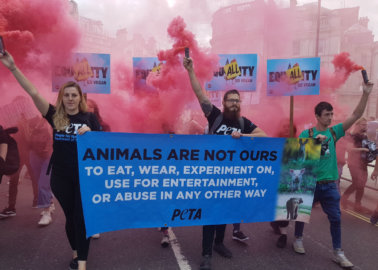 Top 5 PETA Victories for Animals in 2018