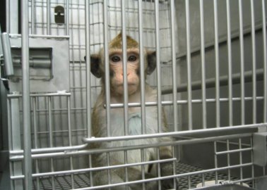 A Living Nightmare: Monkeys Caged, Poisoned, and Killed in Laboratories