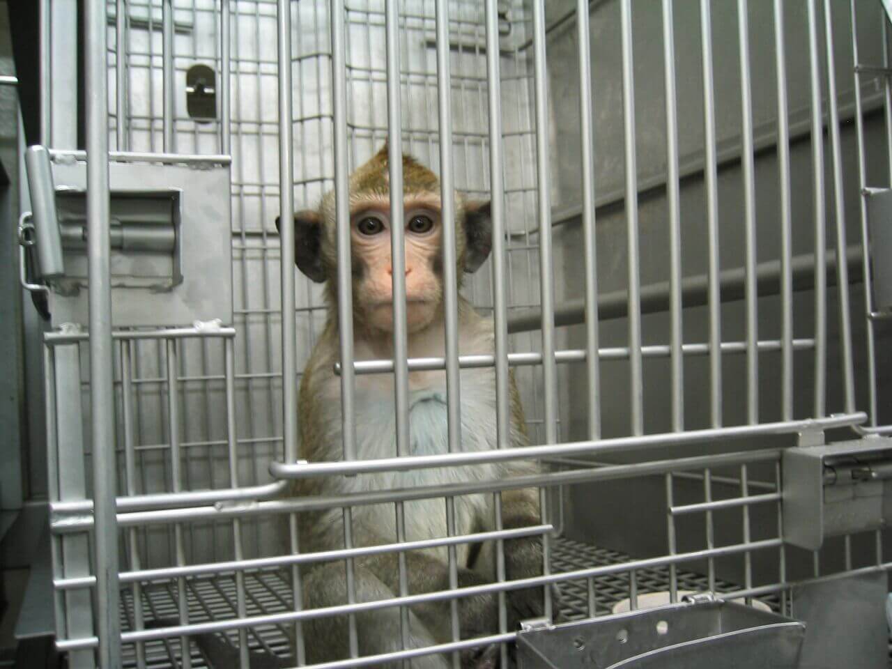 A Living Nightmare Monkeys Caged Poisoned And Killed In Laboratories Peta Uk