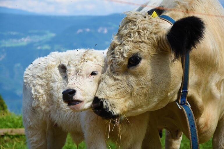 cute calf cow happy