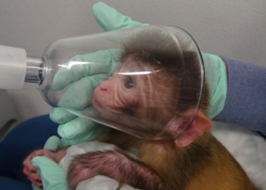 A Living Nightmare: Monkeys Caged, Poisoned, and Killed in Laboratories