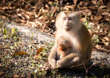 Coconut Brands That Don’t Support Monkey Labour