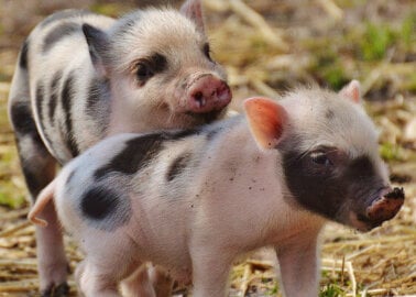 Victory! Pigs Spared Factory Farm Hell