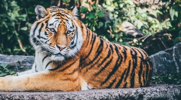 people for the ethical treatment of animals animal rights in the uk