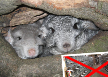 Victory! New Serbia Fur-Farming Ban to Save up to 12,000 Chinchillas a Year