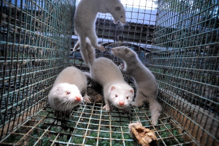 Fur Farming: Is It Still Legal in the United States?