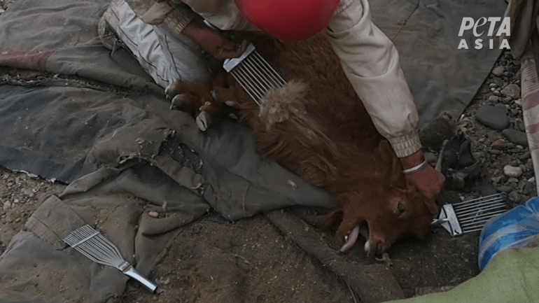 Goat being held down and combed