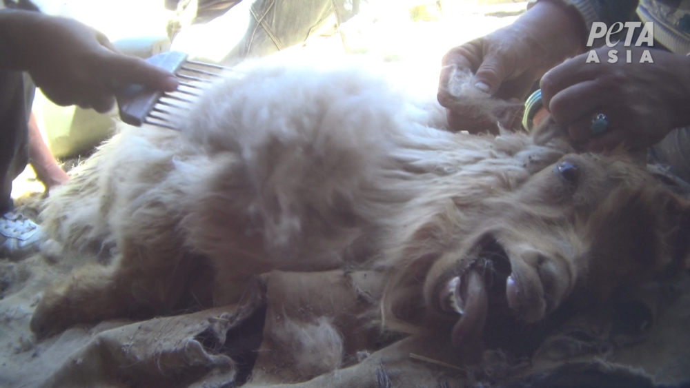 19 Images of Animals Used for Clothing That You Need to See This London