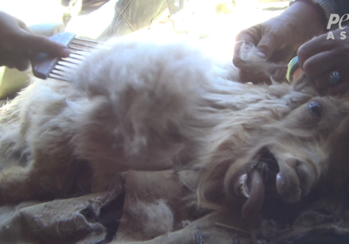 Goat screaming and being held down whilst combed