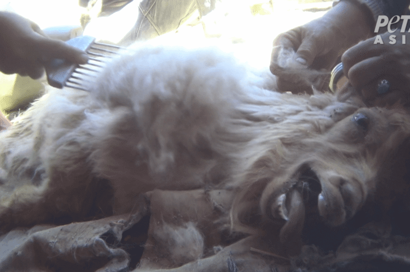 Goat screaming and being held down whilst combed