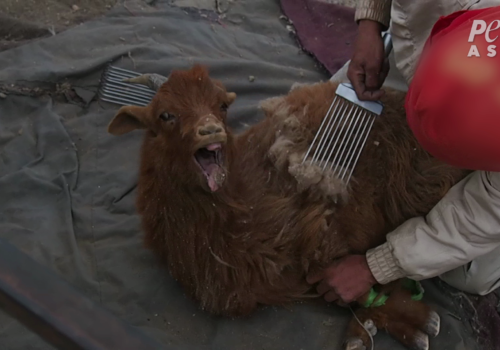 goat screaming and being combed