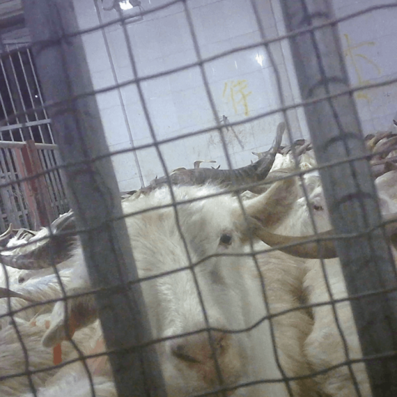 The Cruel Cashmere Industry