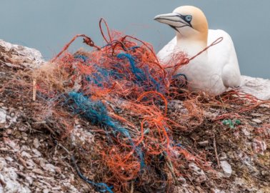 The World’s Biggest Killer: Fishing