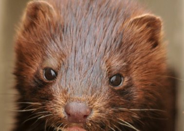 Is This The End of Sweden’s Fur Farming?