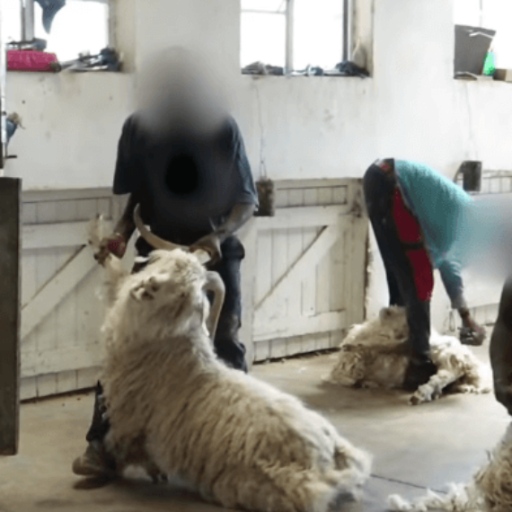 Mohair: Goats Abused and Killed