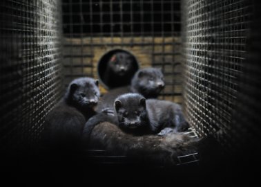 PETA Urges Sweden’s Newly Elected Prime Minister to Ban Fur Farms