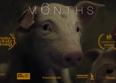 ‘M6NTHS’ – Watch the Full Documentary, and See the World Through a Pig’s Eyes