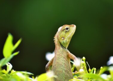 Mulberry Confirms Exotic Skins Ban Following PETA Appeals