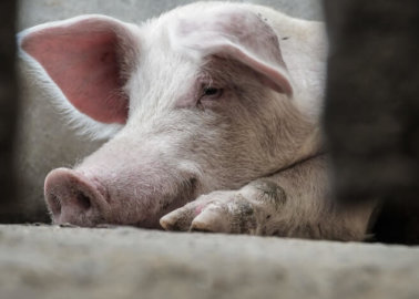 Year of the Pig: Here Are 5 Reasons Why Pigs’ Lives Aren’t Filled With Good Fortune