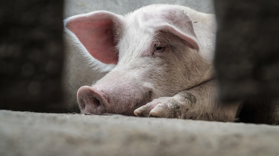 Year of the Pig: Here Are 5 Reasons Why Pigs' Lives Aren't Filled With Good  Fortune