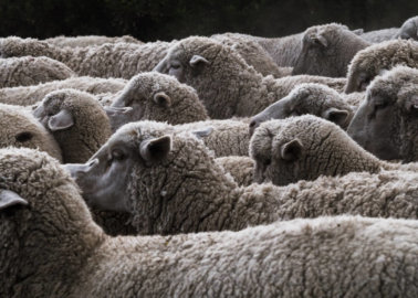 Are Sheep Killed for Their Wool?