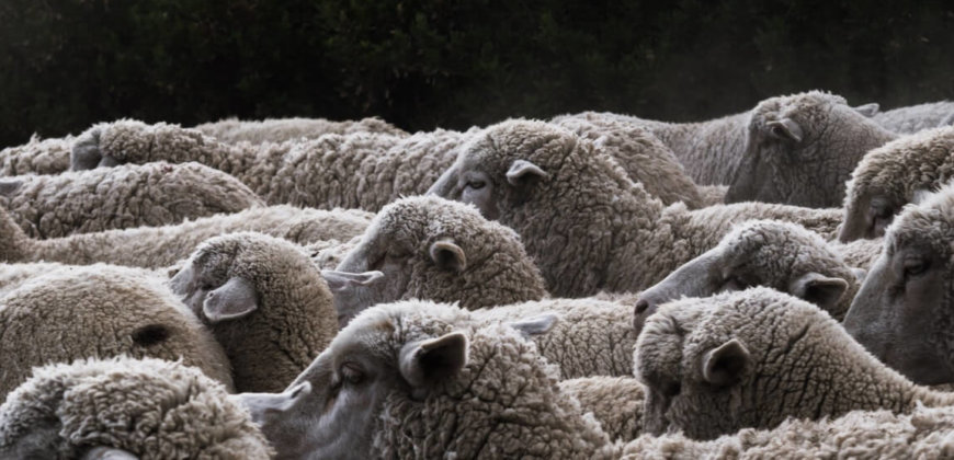 Are Sheep Killed for Their Wool? - PETA UK