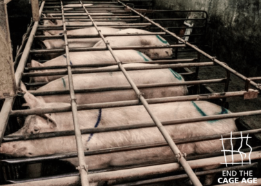 Cages Are a Living Hell for Animals – Call For a Ban Now