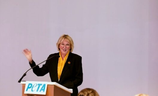 Ingrid Newkirk London 24 March 2019 We All Are Animals