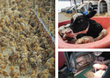 World Farm Animals Day: Horrors of Meat, Egg, Dairy, and Fishing Industries