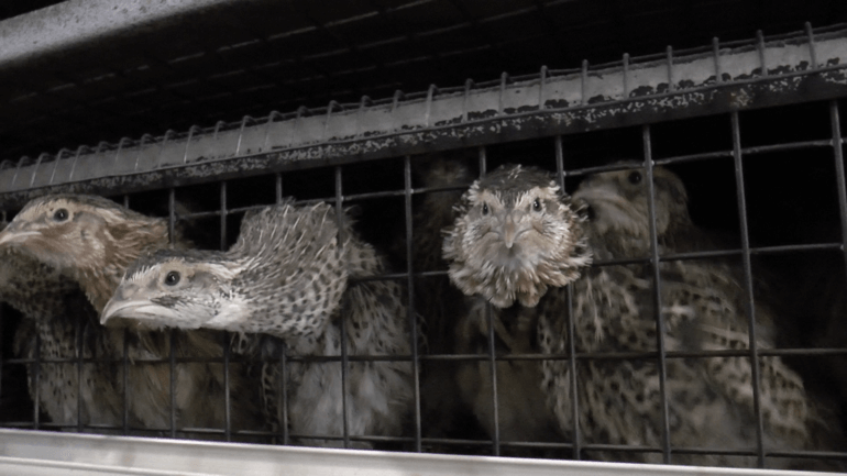 Quail 10 - Italy investigation 2016_© Compassion in World Farming