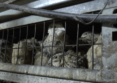 Revealed: How Quails Suffer on European Factory Farms
