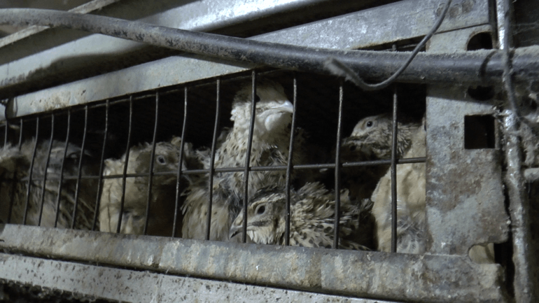 Quail 4 - Greece investigation 2016_© Compassion in World Farming