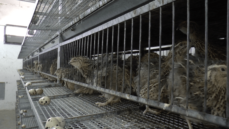 Quail 6 - Italy investigation 2016_© Compassion in World Farming