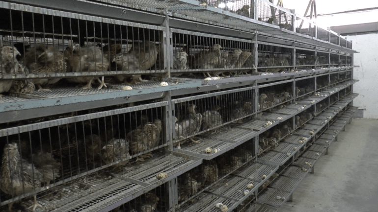 Quail 8 - Italy investigation 2016_© Compassion in World Farming