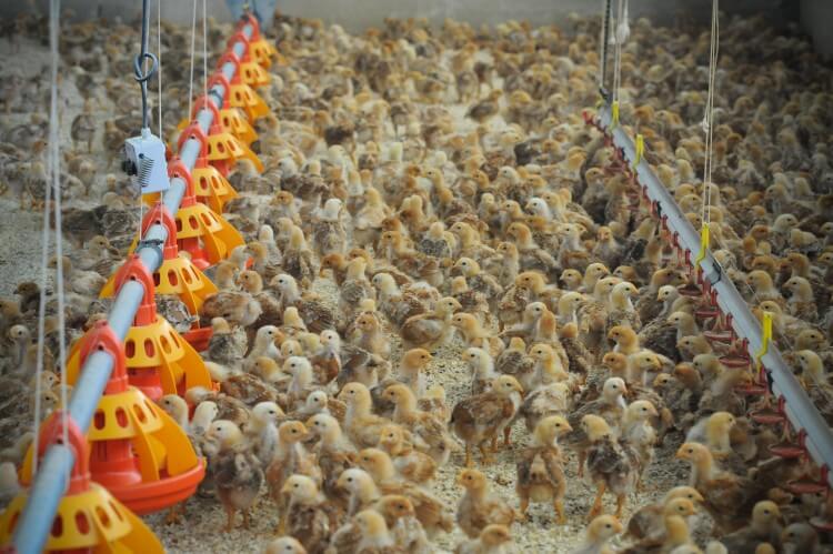 Chickens in a factory farm 