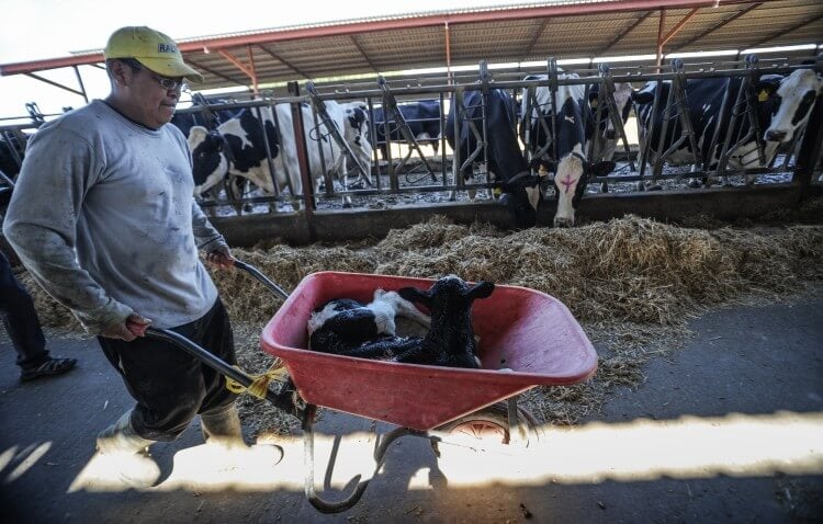 calf removed from mother