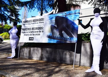 Parques Reunidos CEO Under Pressure to Free Lolita and Other Orcas