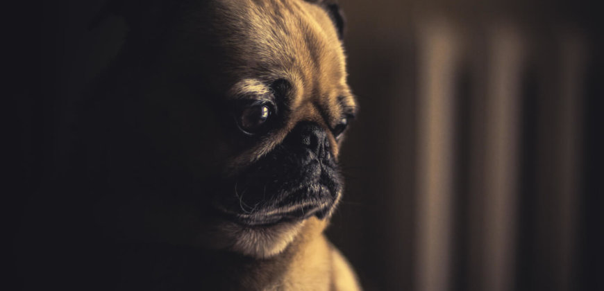 bbc pedigree dogs exposed