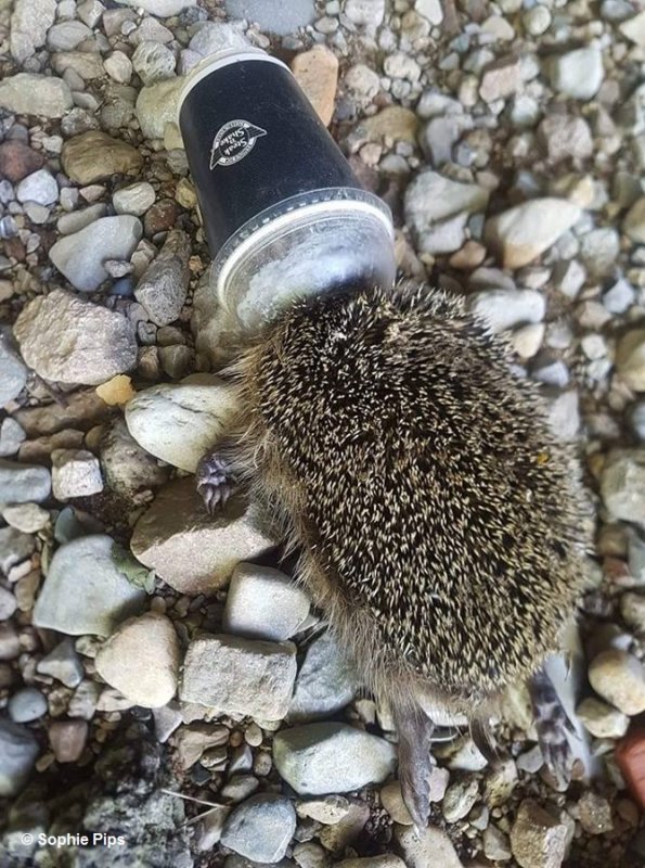 How Littering Kills Animals PETA UK