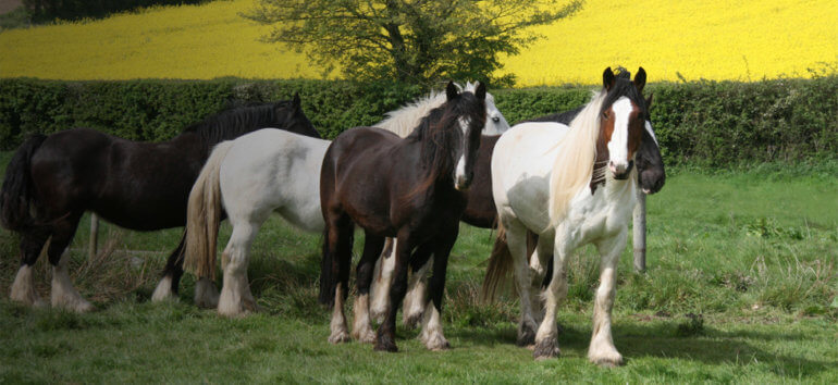 Image of the horses at Hillside Animal Sanctuary