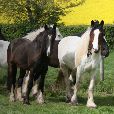 Image of the horses at Hillside Animal Sanctuary