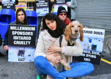 Pack of PETA ‘Dogs’ Protests London Hotel Over Sponsorship of Cruel Iditarod Dog Race