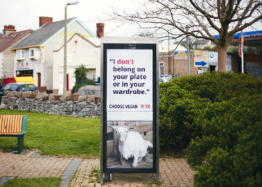 Sheep Don’t Belong in Our Wardrobes: New PETA Ads in Wales