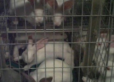New Footage Exposes Cruelty to Rabbits in Italy